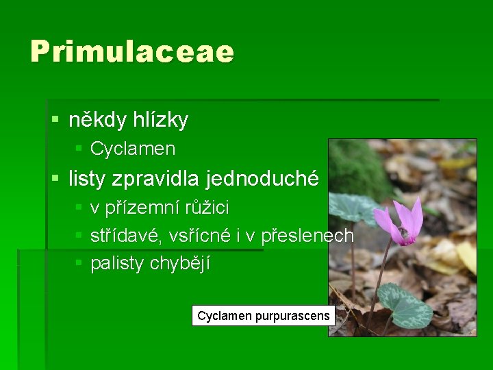 Primulaceae § někdy hlízky § Cyclamen § listy zpravidla jednoduché § v přízemní růžici