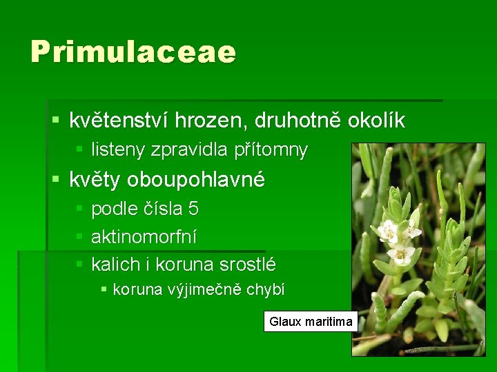 Primulaceae § květenství hrozen, druhotně okolík § listeny zpravidla přítomny § květy oboupohlavné §