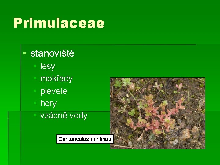 Primulaceae § stanoviště § lesy § mokřady § plevele § hory § vzácně vody