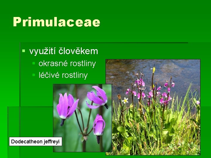 Primulaceae § využití člověkem § okrasné rostliny § léčivé rostliny Dodecatheon jeffreyi 