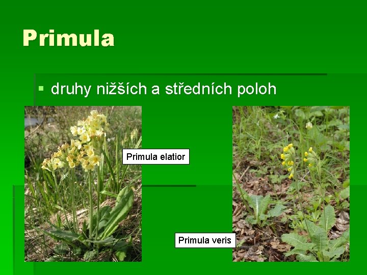 Primula § druhy nižších a středních poloh Primula elatior Primula veris 