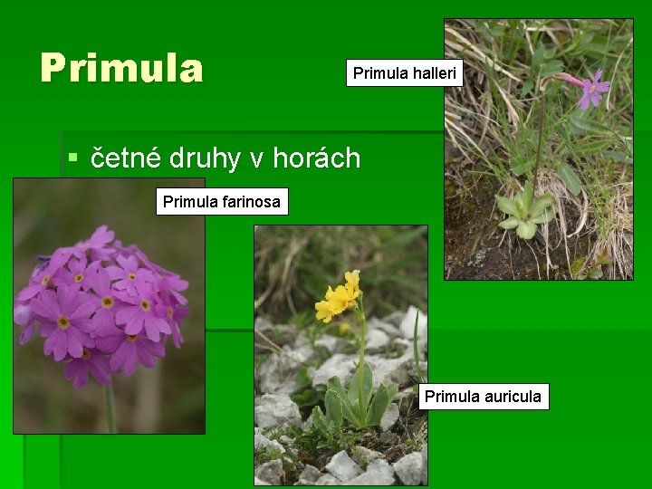 Primula halleri § četné druhy v horách Primula farinosa Primula auricula 