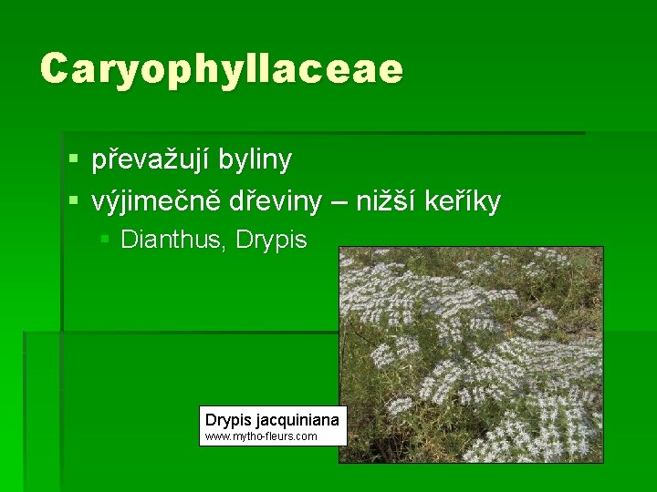 Caryophyllaceae § převažují byliny § výjimečně dřeviny – nižší keříky § Dianthus, Drypis jacquiniana