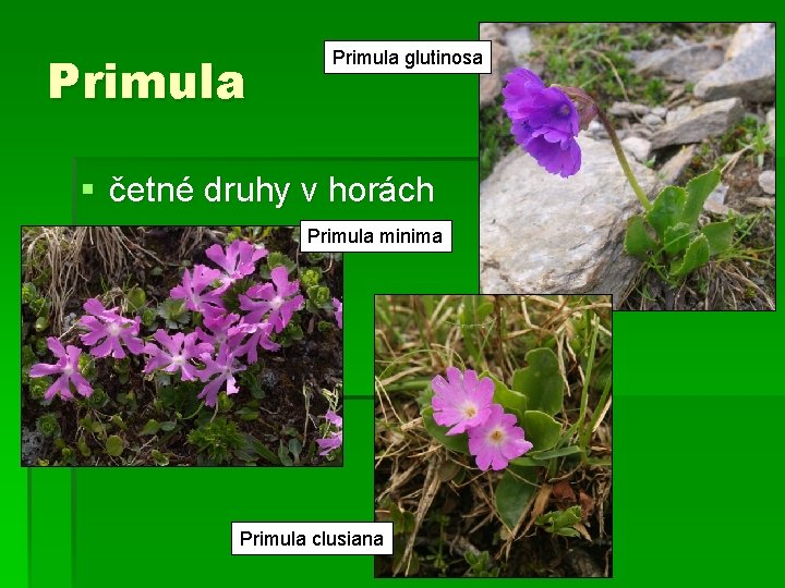 Primula glutinosa § četné druhy v horách Primula minima Primula clusiana 