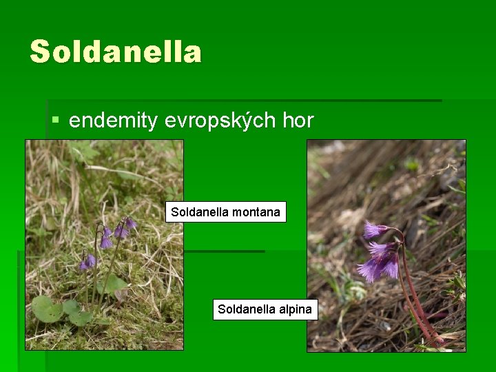 Soldanella § endemity evropských hor Soldanella montana Soldanella alpina 