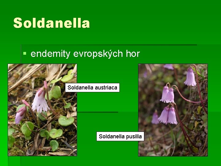 Soldanella § endemity evropských hor Soldanella austriaca Soldanella pusilla 