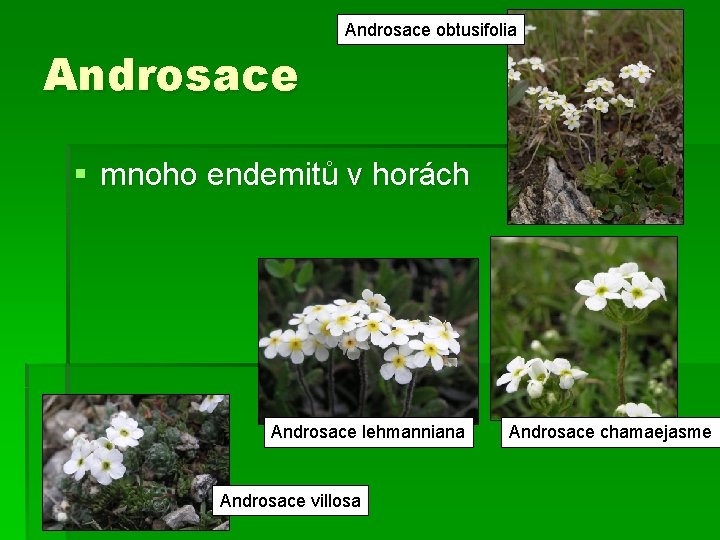 Androsace obtusifolia Androsace § mnoho endemitů v horách Androsace lehmanniana Androsace villosa Androsace chamaejasme