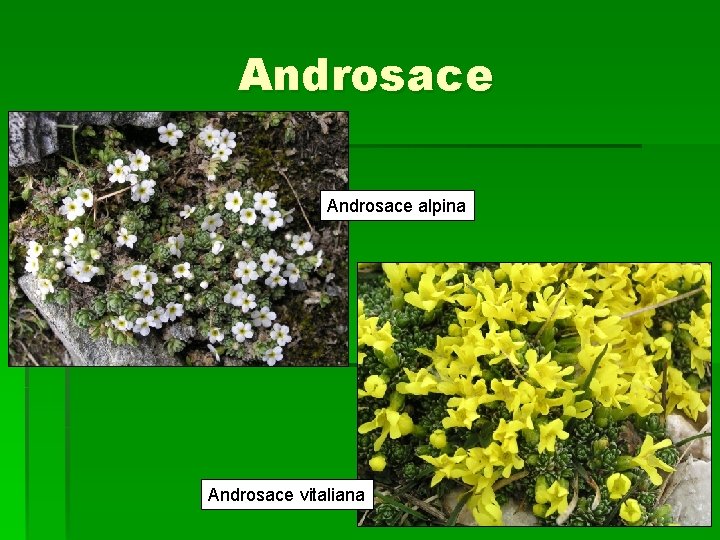 Androsace alpina Androsace vitaliana 