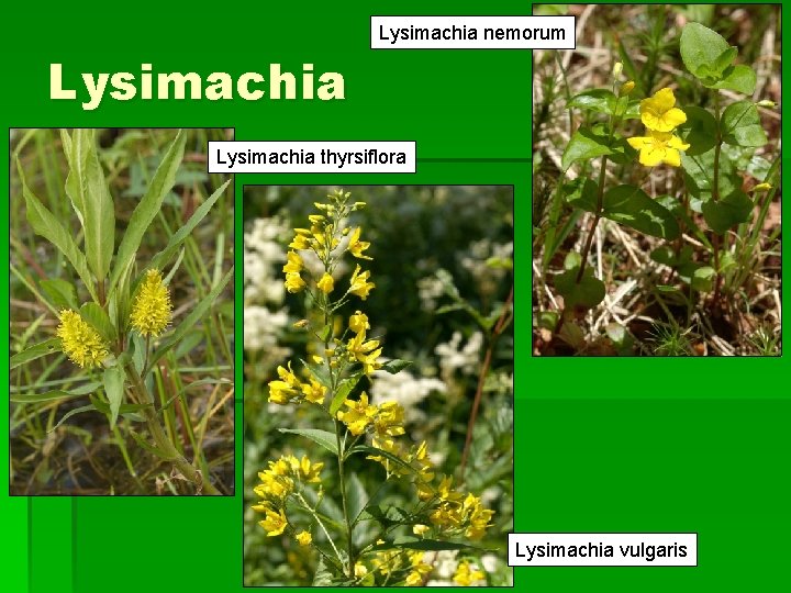 Lysimachia nemorum Lysimachia thyrsiflora Lysimachia vulgaris 