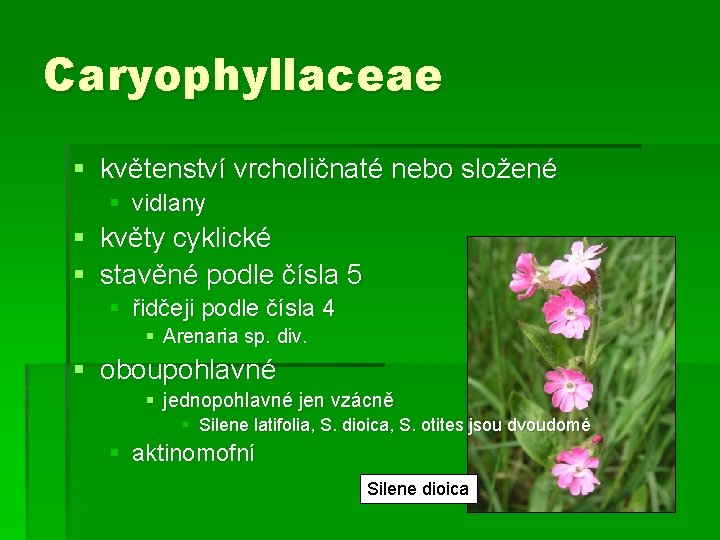 Caryophyllaceae § květenství vrcholičnaté nebo složené § vidlany § květy cyklické § stavěné podle