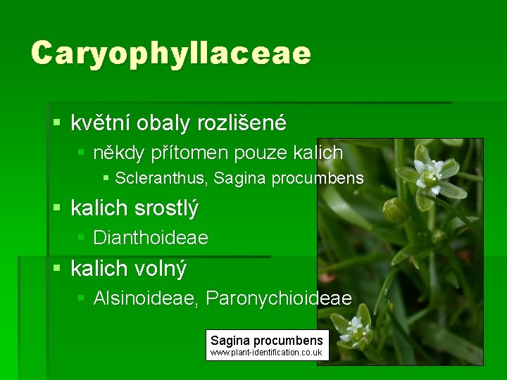 Caryophyllaceae § květní obaly rozlišené § někdy přítomen pouze kalich § Scleranthus, Sagina procumbens