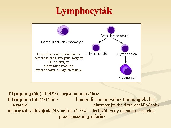 Lymphocyták Lényegében csak morfológiai és nem funkcionális kategória, mely az NK sejteket, az aktivált/transzformált
