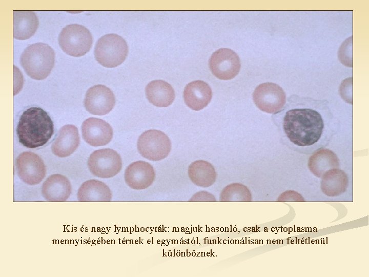 Kis és nagy lymphocyták: magjuk hasonló, csak a cytoplasma mennyiségében térnek el egymástól, funkcionálisan