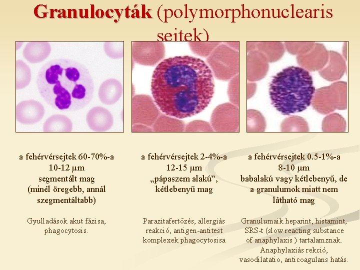 Granulocyták (polymorphonuclearis sejtek) a fehérvérsejtek 60 -70%-a 10 -12 µm segmentált mag (minél öregebb,