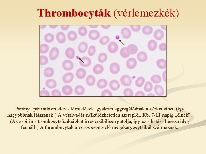 Thrombocyták (vérlemezkék) Parányi, pár mikrométeres törmelékek, gyakran aggregálódnak a vérkenetben (így nagyobbnak látszanak!) A