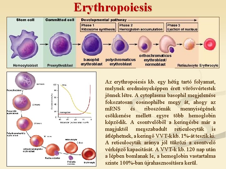 Erythropoiesis basophil polychromaticus erythroblast orthochromaticus erythroblast/ normoblast Az erythropoiesis kb. egy hétig tartó folyamat,