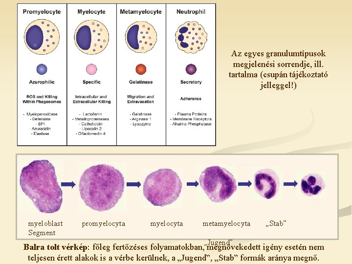 Az egyes granulumtípusok megjelenési sorrendje, ill. tartalma (csupán tájékoztató jelleggel!) myeloblast Segment promyelocyta metamyelocyta