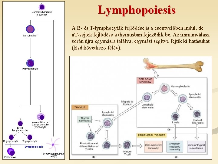 Lymphopoiesis A B- és T-lymphocyták fejlődése is a csontvelőben indul, de a. T-sejtek fejlődése