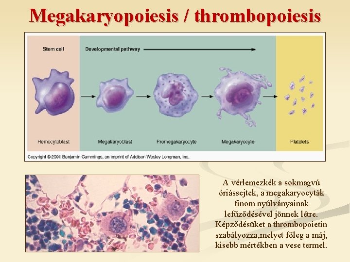 Megakaryopoiesis / thrombopoiesis A vérlemezkék a sokmagvú óriássejtek, a megakaryocyták finom nyúlványainak lefűződésével jönnek