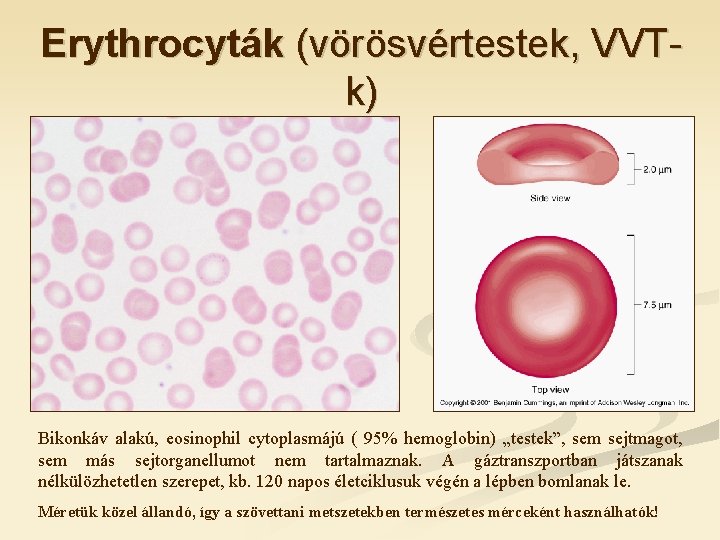 Erythrocyták (vörösvértestek, VVTk) Bikonkáv alakú, eosinophil cytoplasmájú ( 95% hemoglobin) „testek”, sem sejtmagot, sem