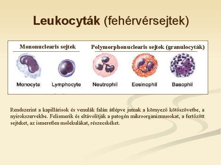 Leukocyták (fehérvérsejtek) Mononuclearis sejtek Polymorphonuclearis sejtek (granulocyták) Rendszerint a kapillárisok és venulák falán átlépve
