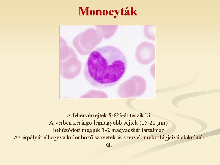Monocyták A fehérvérsejtek 5 -8%-át teszik ki. A vérben keringő legnagyobb sejtek (15 -20