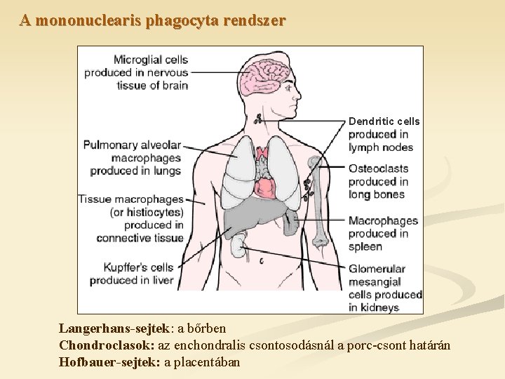 A mononuclearis phagocyta rendszer Dendritic cells Langerhans-sejtek: a bőrben Chondroclasok: az enchondralis csontosodásnál a