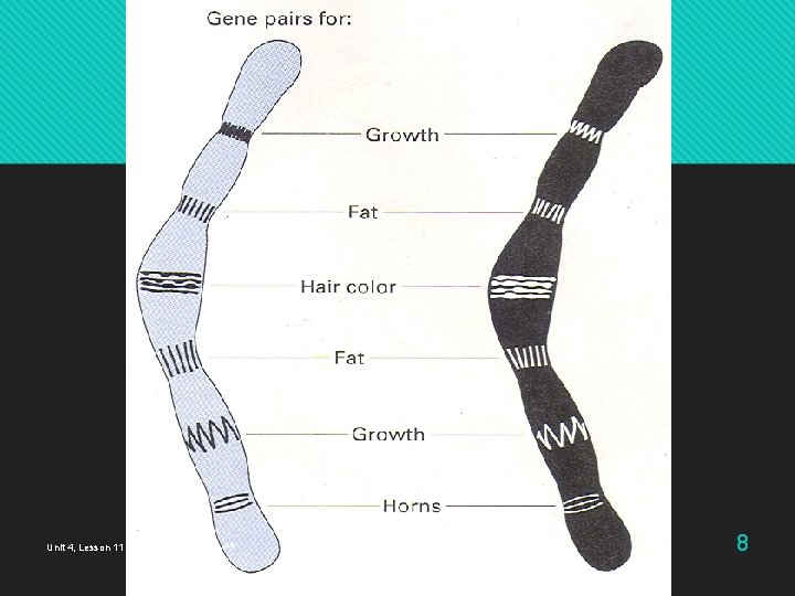 Unit 4, Lesson 11 Mendal and Genetics PP 8 Unit 4, Lesson 11 Mendal and Genetics PP 8