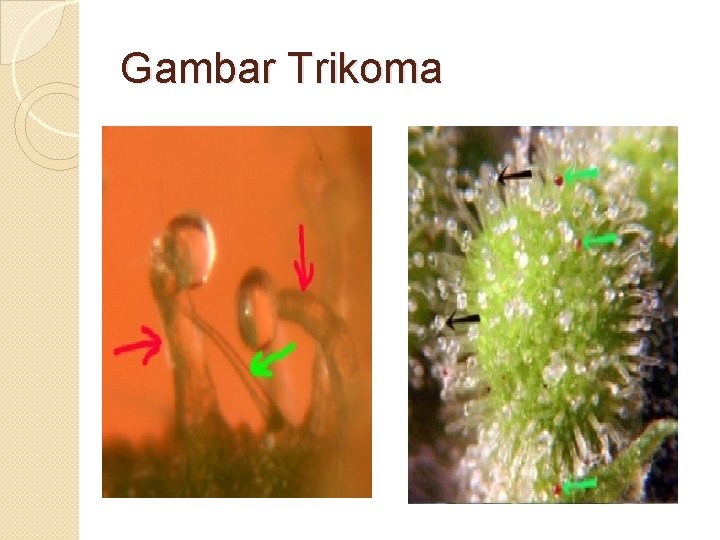 Gambar Trikoma 