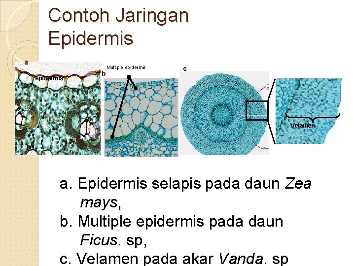 Contoh Jaringan Epidermis a epidermis b Multiple epidermis c Velamen a. Epidermis selapis pada