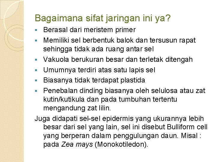 Bagaimana sifat jaringan ini ya? Berasal dari meristem primer § Memiliki sel berbentuk balok