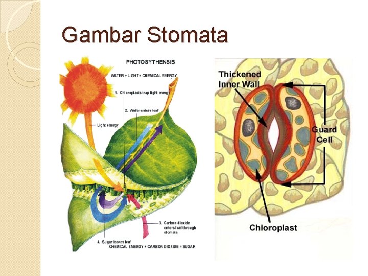 Gambar Stomata 