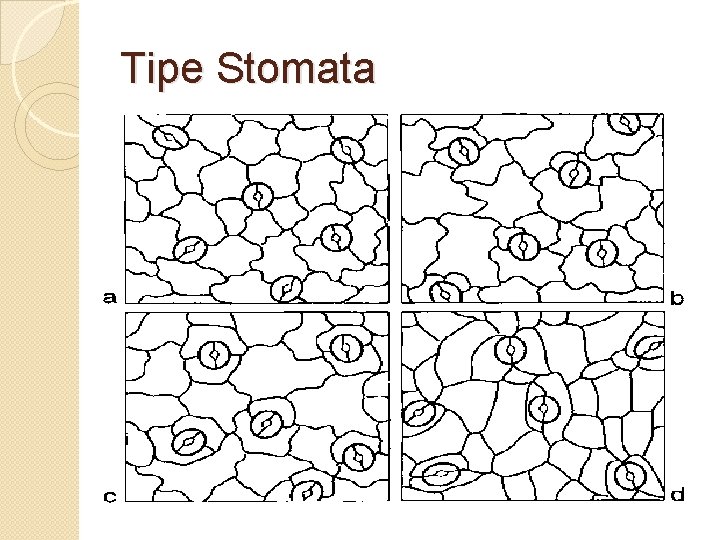 Tipe Stomata 