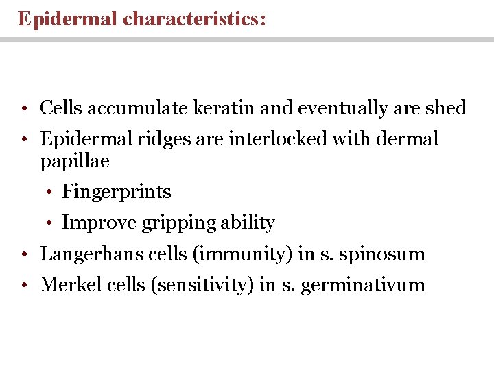 Epidermal characteristics: • Cells accumulate keratin and eventually are shed • Epidermal ridges are