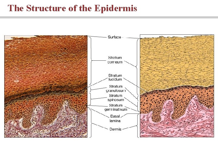 The Structure of the Epidermis 
