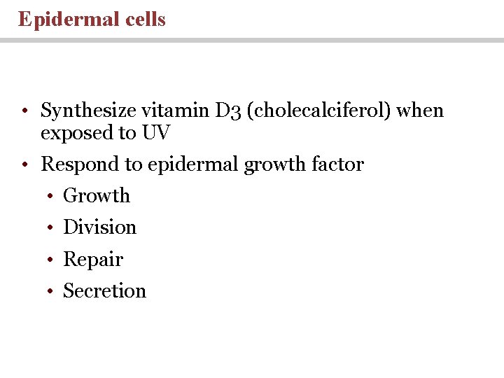 Epidermal cells • Synthesize vitamin D 3 (cholecalciferol) when exposed to UV • Respond