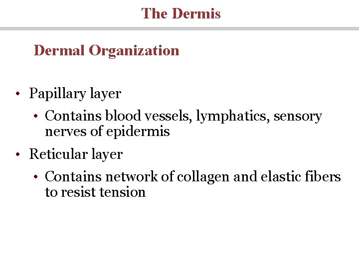 The Dermis Dermal Organization • Papillary layer • Contains blood vessels, lymphatics, sensory nerves
