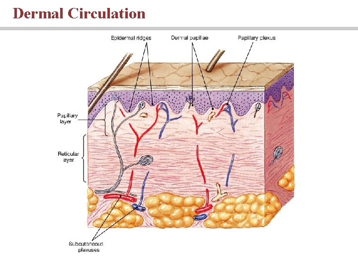 Dermal Circulation 