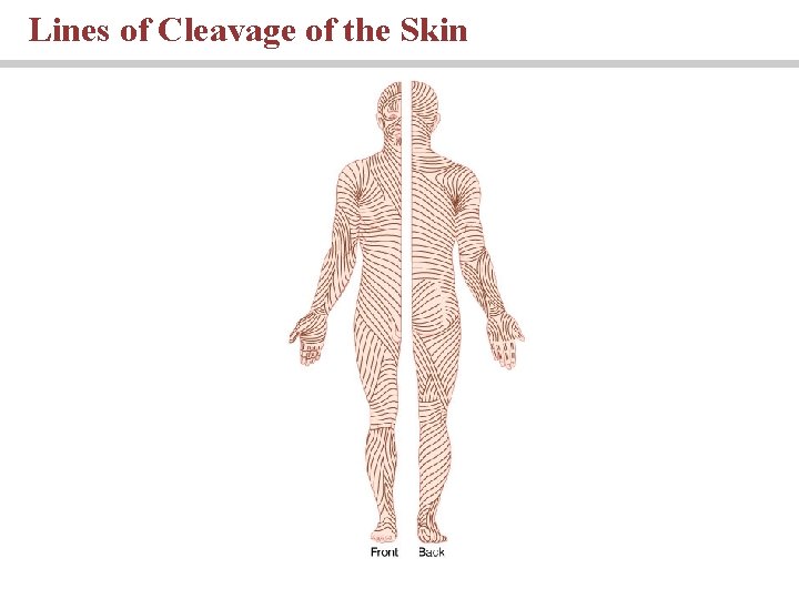 Lines of Cleavage of the Skin 