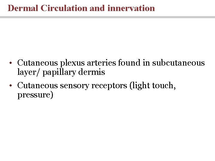 Dermal Circulation and innervation • Cutaneous plexus arteries found in subcutaneous layer/ papillary dermis