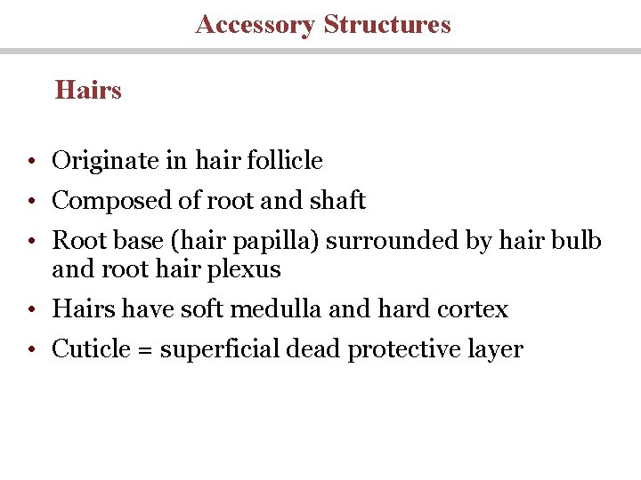 Accessory Structures Hairs • Originate in hair follicle • Composed of root and shaft