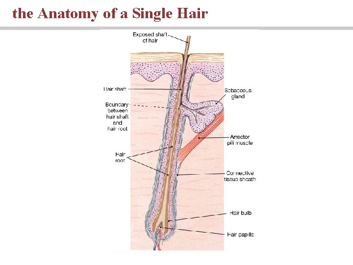 the Anatomy of a Single Hair 