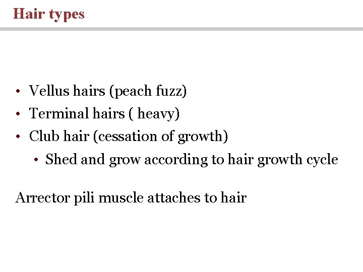 Hair types • Vellus hairs (peach fuzz) • Terminal hairs ( heavy) • Club