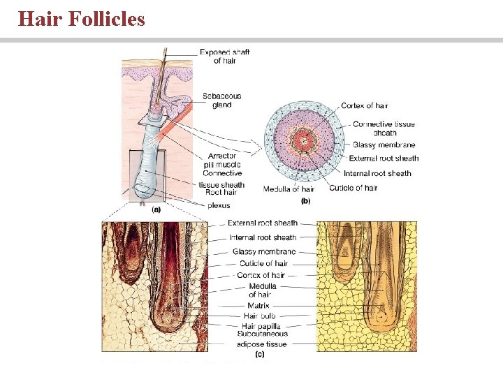 Hair Follicles 
