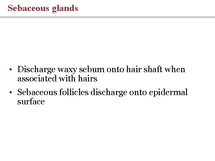Sebaceous glands • Discharge waxy sebum onto hair shaft when associated with hairs •