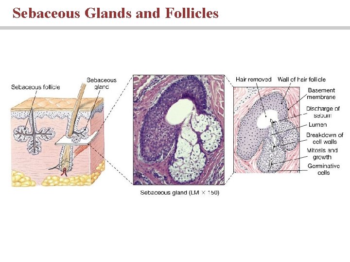 Sebaceous Glands and Follicles 