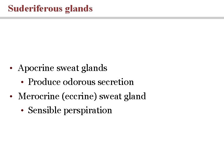 Suderiferous glands • Apocrine sweat glands • Produce odorous secretion • Merocrine (eccrine) sweat