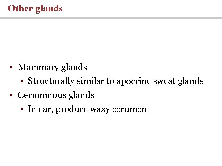 Other glands • Mammary glands • Structurally similar to apocrine sweat glands • Ceruminous
