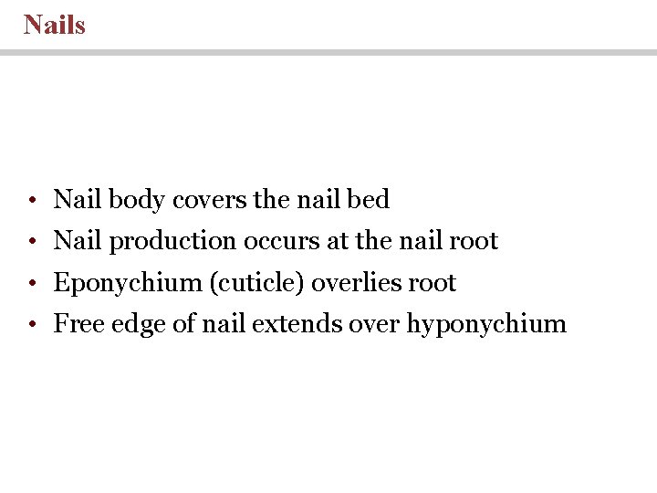 Nails • Nail body covers the nail bed • Nail production occurs at the