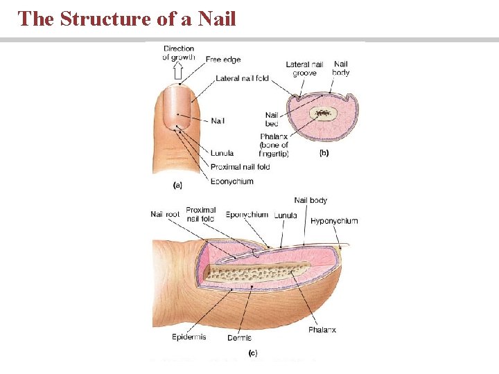 The Structure of a Nail 